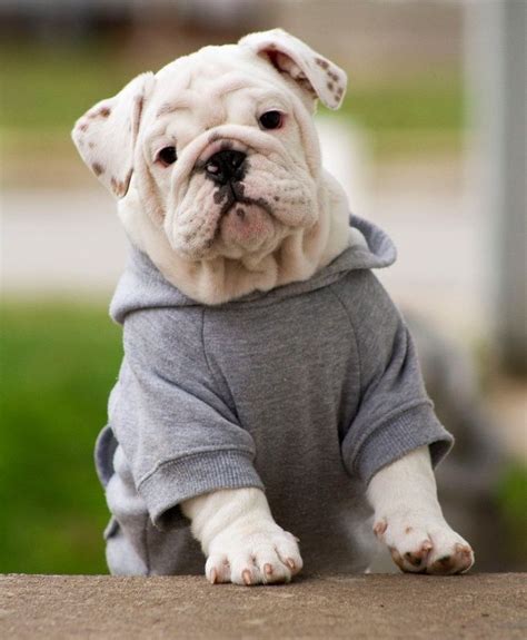 English Bulldog Puppy Clothes