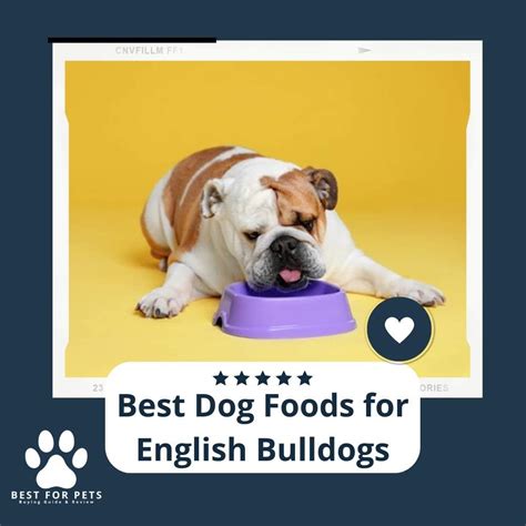 English Bulldog Puppy Food Suggestions