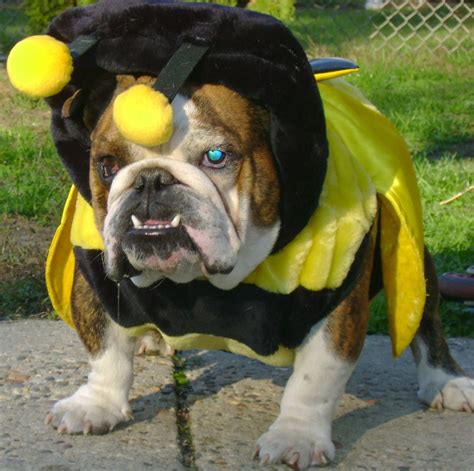 English Bulldog Puppy Halloween Costumes