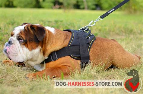 English Bulldog Puppy Harness