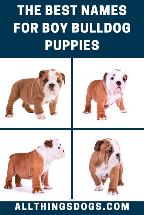 English Bulldog Puppy Names Male