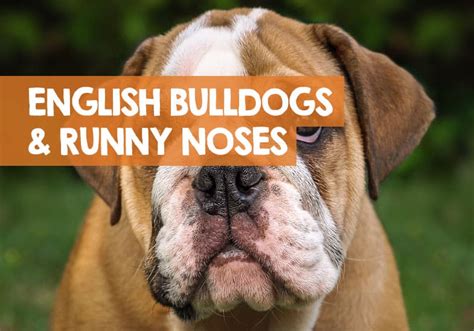 English Bulldog Puppy Runny Nose