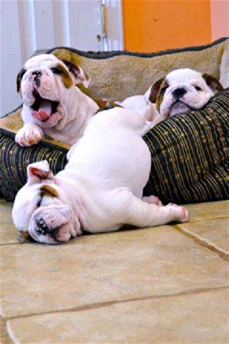 English Bulldog Puppy Sleeping