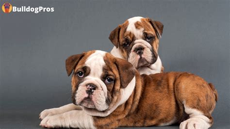 English Bulldog Puppy Stages