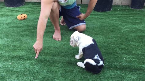 English Bulldog Puppy Training Treats