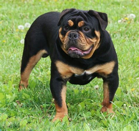 English Bulldog Rottweiler Mix Puppies For Sale