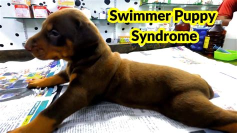 English Bulldog Swimmer Puppy Syndrome