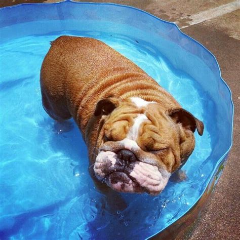 English Bulldog Water Puppies
