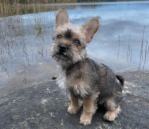 Ideal Living Environment for English Bulldog Yorkie Mix