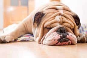 English Bulldogs are susceptible to Brachycephalic Airway Obstruction Syndrome due to their flatter, wide skulls and short snouts