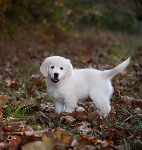 English Cream / White Golden Retriever Puppy Contracts