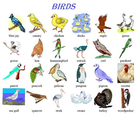 English In Jerez Language snippets Birds