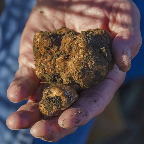 English Oak Trees Inoculated W/ Bianchetto Truffles