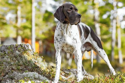 English Pointer Dog Breed Information and Pictures