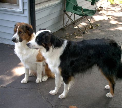 English Shepherd Puppies for Sale - AdoptaPet.com