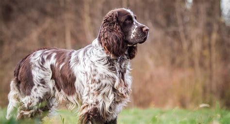 English Springer Spaniel Puppies for Sale in Idaho - DogsNow