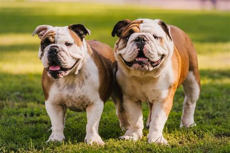 Search for an English Bulldog puppy or dog. Use the searc