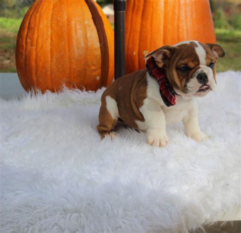 For information on current puppies available contact Randy. Randy Byrd. 109256 S 4550 Road. Sallisaw, Oklahoma 74955. Call 918-774-2476. Email Randy@CedarLaneBulldogs.com. Cedar Lane Bulldogs, in Oklahoma, offers AKC and show ready English bulldog puppies for sale. I have been an AKC English Bulldog breeder since 1965!. 