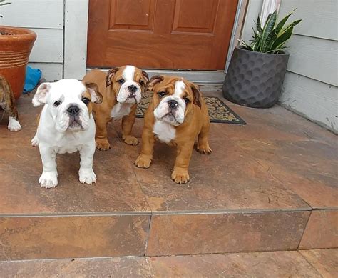 About Our English Bulldog Puppies. We are proud to be a local, family-operated English Bulldog breeder here in Colorado. We have 1-2 litters of English Bulldog puppies every year, and each one is raised with love and care. As I licensed veterinary technician, it gives me great joy to raise healthy pups for loving families.. 