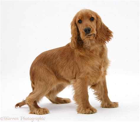 English cocker spaniel breeder albany ga.  For example .  EnglishClub > Grammar > P...