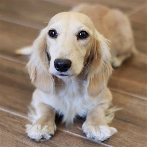 We only sell top quality English Cream Miniature Dachshunds. We have spent years and a lot of money to develop our program to produce luxurious, exquisite Longhair English Cream Miniature Dachshunds. Our puppy price is currently $4,500 per puppy for all of our English Cream Miniature Dachshunds regardless of gender or color.. 