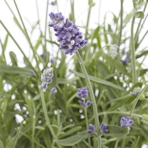 English lavender lowes. Shop Spring Hill Nurseries Blue Big Time Blue Flowering Lavender in 1-Pack Pot at Lowe's.com. Big Time Blue English Lavender is a variety that produces large floral spikes, with the great traditional lavender fragrance. These drought tolerant perennials 