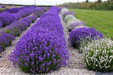 English lavender varieties for Zone 5 gardens: PHOTOS