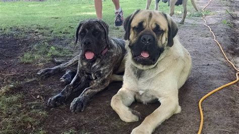Founded in 1884, the AKC is the recognized and trusted expert in breed, health and training information for dogs. AKC actively advocates for responsible dog ownership and is dedicated to advancing dog sports. Find Mastiff Puppies and Breeders in your area and helpful Mastiff information. All Mastiff found here are from AKC-Registered parents.. 