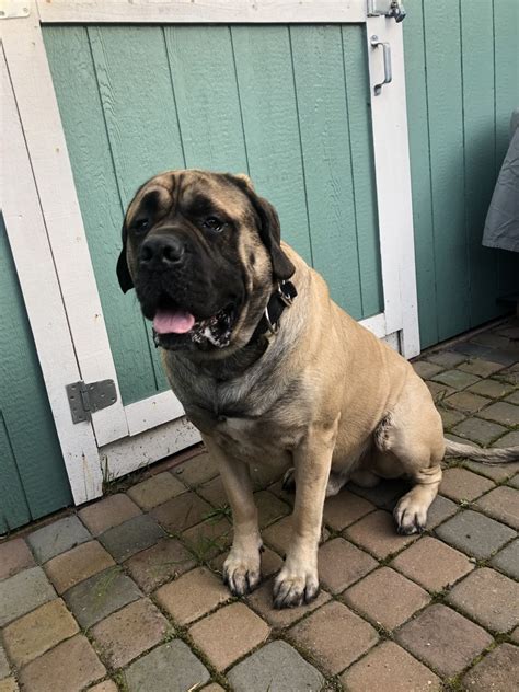 English mastiff california for sale. Extra Large English Mastiff puppies for sale. AKC registered. Going fast, 4 pups left. 2 Fawn males and 2 fawn females. Large heads with dark mask and ears.... 