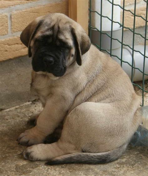 English mastiff for sale near me. Large-boned and strong, this enormous dog has a noble, loving and devoted demeanor. There's nothing aggressive about Mastiffs, which makes them wonderful family pets. These brave, yet well-behaved canines can fit well with most families. … 