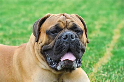Vector illustration Portrait of a Mastiff Dog in outdoors. The collection of English Mastiff in many actions. Graphic resource about Pitbull for graphic, content, etc. big bullmastiff …. 