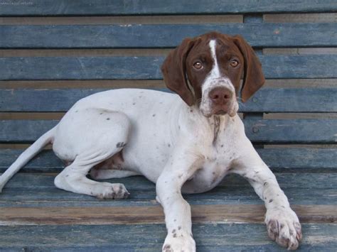 English pointer puppies. Things To Know About English pointer puppies. 