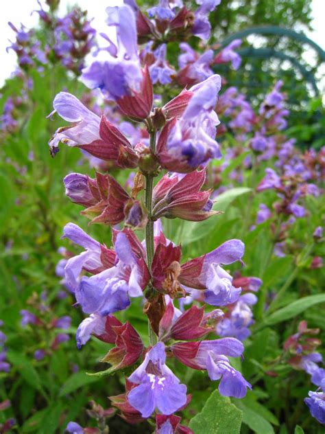 English sage. Things To Know About English sage. 