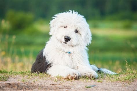 English sheepdog breeders. Old English Sheepdog Health Issues. The Old English Sheepdog is a generally healthy breed with a life span of 10–12 years. Still, the breed is predisposed to some health problems, which is why it’s so important to find a responsible breeder who screens for the following conditions: 