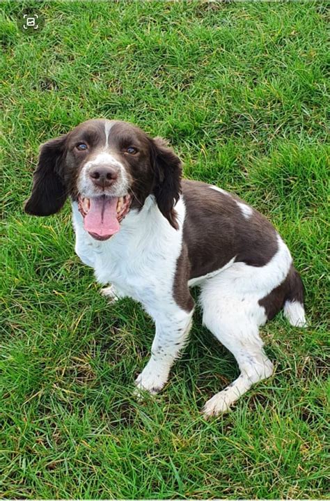 "Click here to view English Springer Spaniel Dogs in Florida for adoption. Individuals & rescue groups can post animals free." - ♥ RESCUE ME! ♥ ۬.
