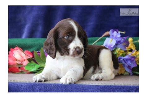 English springer spaniel puppies for sale near me. Liver and white English springer spaniel puppies. £1,000. English Springer Spaniel Age: 3 weeks 5 male / 2 female. Working Liver and white English springer spaniel puppies 5 dogs available Both parents can be seen when viewed , both are working dogs, mum and dad are both stocky springers. Mum is kc registered. 