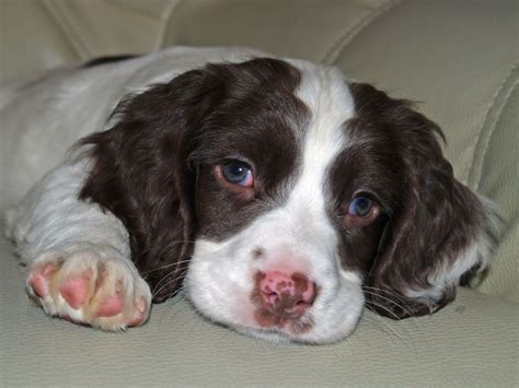 English springer spaniel puppies wisconsin. The English Springer Spaniel’s coat may be long or short depending on whether they are from a show dog or working lineage. The shorter coat requires minimal upkeep. A brushing once a week should keep it in good shape. While the longer-haired dogs require a bit more brushing and trimming to stay free of mats. 
