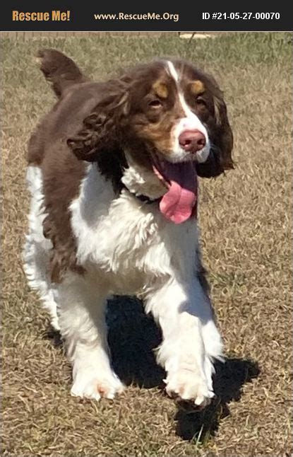 English springer spaniel rescue florida. English Springer Spaniel. The English Springer Spaniel, a versatile and enthusiastic breed, thrives on active engagement. Known for their agility and keen scenting abilities, these dogs excel in ... 
