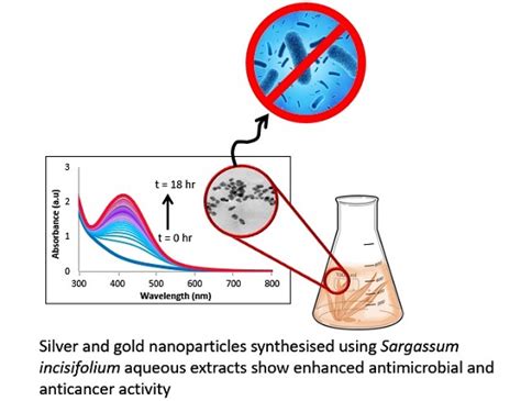 Enhanced Antimicrobial and Anticancer Activity of Silver and Gold ...