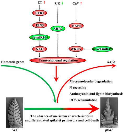 Enhanced Senescence Process is the Major Factor Stopping Spike …