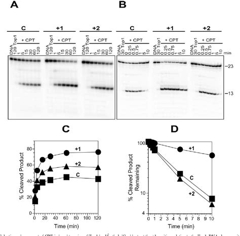 Enhancement of camptothecin-induced topoisomerase I …