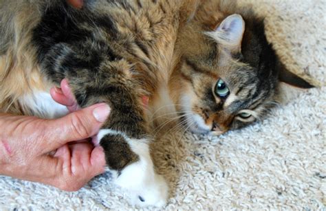 Enhancing Feline Digestion with Acupressure