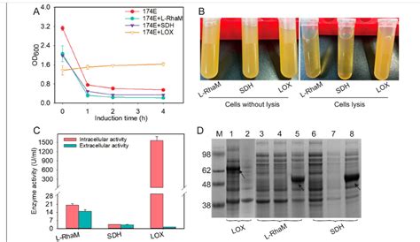 Enhancing extracellular production of lipoxygenase in