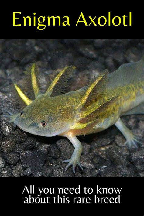 14. Enigma Axolotl Morph. As with many other axolotl morphs, Enigma