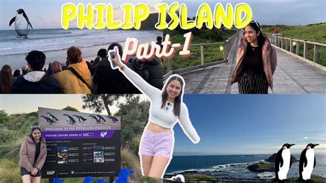 Enjoy penguin parade at Philip island 🏝️ - YouTube