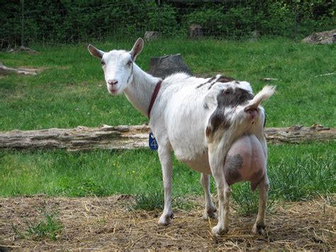 474px x 355px - th?q=Enlarged tits on goats