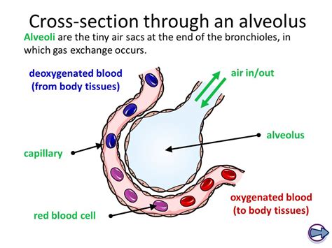 Enlist the air passageway from the nostrils to alveoli - Socratic.org