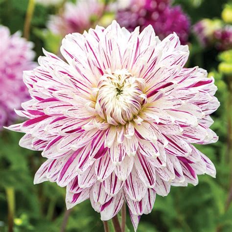 Enormous Dinnerplate Dahlias Save u…