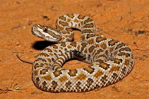 Enough to make your skin crawl: 20 rattlesnakes found inside a homeowner’s garage in Arizona