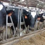 Enrollment in New Dairy Risk Management Program Open Until Nov. 28